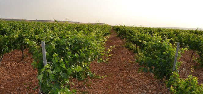 Matarromera pretende optimizar su producción