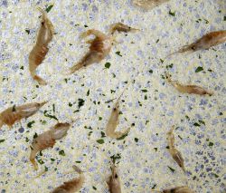 Tortillitas de camarones.