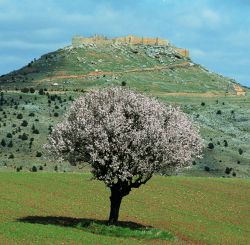El Castillo de Gormaz