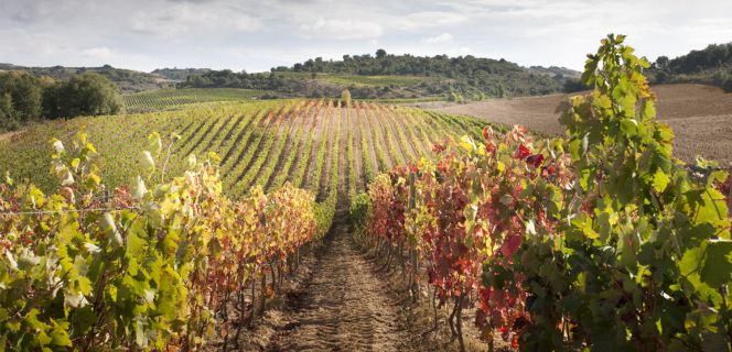 Viñedos de la familia Chivite.