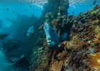 Visita el fondo del mar con Google Street View en el Día de los Océanos Visita el fondo del mar con Google Street View en el Día de los Océanos