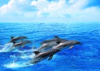 La biodiversidad marina se ahoga La biodiversidad marina se ahoga