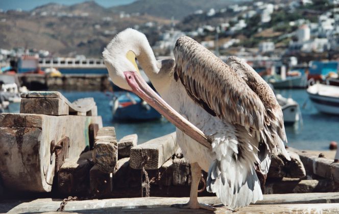 Un pelícano, ave característica de la cosmopolita Mikonos.