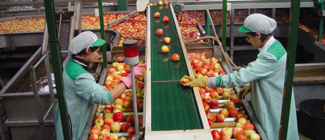 Dos trabajadores revisando la fruta en una cadena de producción.