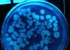 ¿Te apetece un baño de bacterias? ¿Te apetece un baño de bacterias?