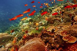 buceo