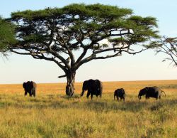 ‘Hakuna matata’ en las grandes sabanas de África
