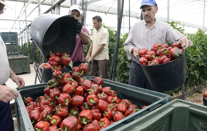 Invernadero de Agricultura y Exportación, empresa murciana que usa cogeneración en la producción de pimientos.