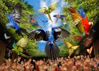 Animales, atracciones y relax en Tenerife Animales, atracciones y relax en Tenerife