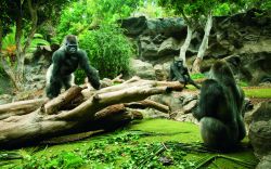 Loro Parque