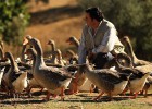 El ‘foie-gras’ de Pallares le planta cara al francés El ‘foie-gras’ de Pallares le planta cara al francés