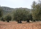 El aceite, más cerca de convertirse en ‘oro líquido’ El aceite, más cerca de convertirse en ‘oro líquido’
