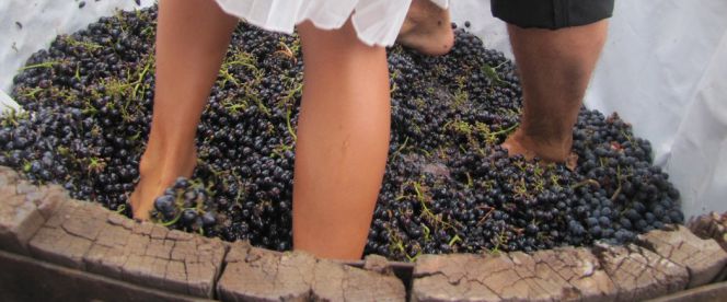 La pisada de la uva y la cata del primer mosto son dos de los momentos más celebrados en las fiestas de la vendimia.