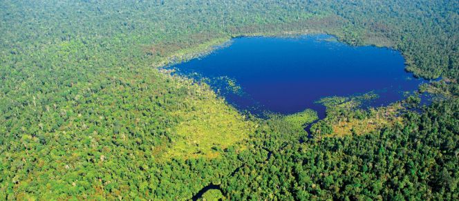 Deforestación cero para proteger el negocio