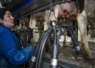 El Gobierno aprueba 20 millones para explotaciones lácteas El Gobierno aprueba 20 millones para explotaciones lácteas