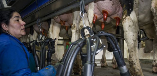 Una operaria prepara unas vacas antes del ordeñe.