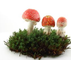Amanita muscaria, tóxicas. Pero no todas las venenosas avisan con sus colores.