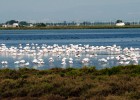 El delta del Ebro, un espacio natural único en Europa El delta del Ebro, un espacio natural único en Europa