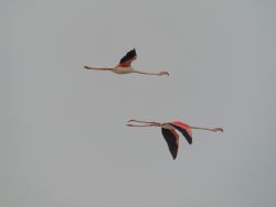 Flamencos