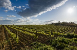 El cava que le habla de tú a tú al champán francés