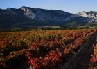 Viticultura, un termómetro del calentamiento del planeta Viticultura, un termómetro del calentamiento del planeta