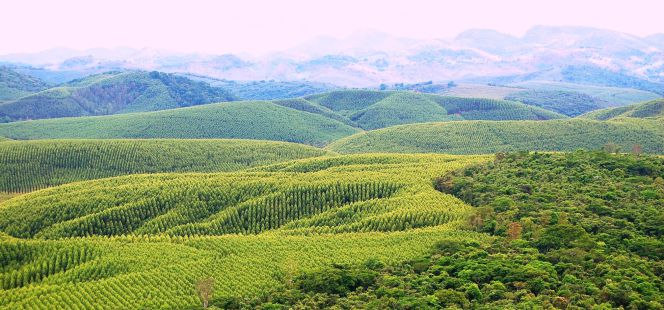 Imagen de las plantaciones forestales brasileñas.