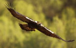 Imagen de un águila imperial ibérica.