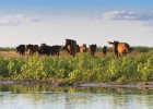 El Amazonas de Europa El Amazonas de Europa