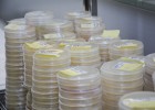 PharmaMar fracasa en el desarrollo de dos fármacos PharmaMar fracasa en el desarrollo de dos fármacos