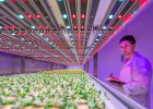 Frutas y verduras cosechadas con luces led Frutas y verduras cosechadas con luces led