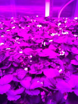 Frutas y verduras cosechadas con iluminación led