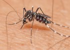 Obama pide ayuda a los laboratorios contra el zika Obama pide ayuda a los laboratorios contra el zika