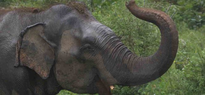 Sri Lanka.