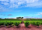 Ribera del Duero, una ruta entre viñedos y campos de cereales Ribera del Duero, una ruta entre viñedos y campos de cereales