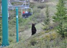 Osos, alces y caribúes en las Rocosas canadienses Osos, alces y caribúes en las Rocosas canadienses