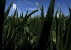 Abengoa planea refundarse en Bolsa en un solo tipo de títulos Abengoa planea refundarse en Bolsa en un solo tipo de títulos