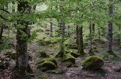 Bosque de Irati