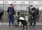 El aullido de los perros El aullido de los perros