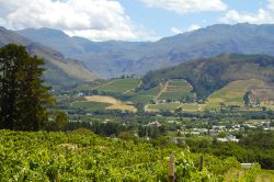 Stellenbosch
