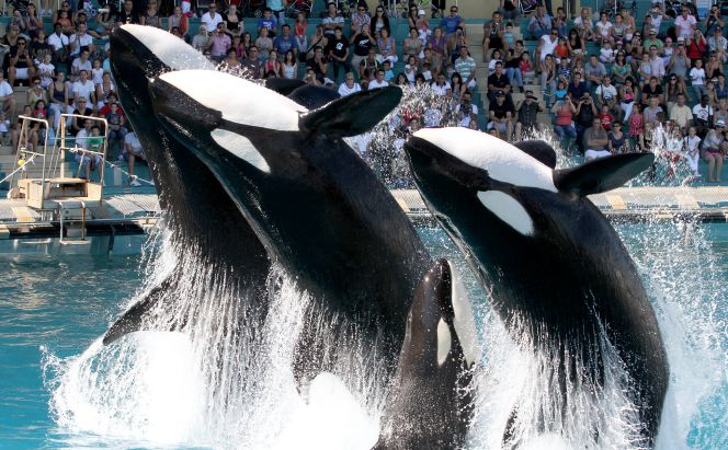 Marineland, uno de las instalaciones de Parques Reunidos.