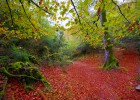 Hacia la recuperación real de los bosques Hacia la recuperación real de los bosques