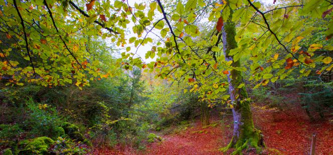 Hacia la recuperación real de los bosques