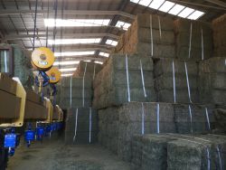 Una empresa murciana abre las puertas de Irán a la alfalfa