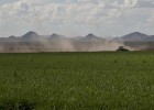 Una empresa murciana abre las puertas de Irán a la alfalfa Una empresa murciana abre las puertas de Irán a la alfalfa