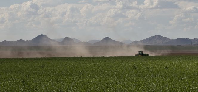 Campo de alfalfa.