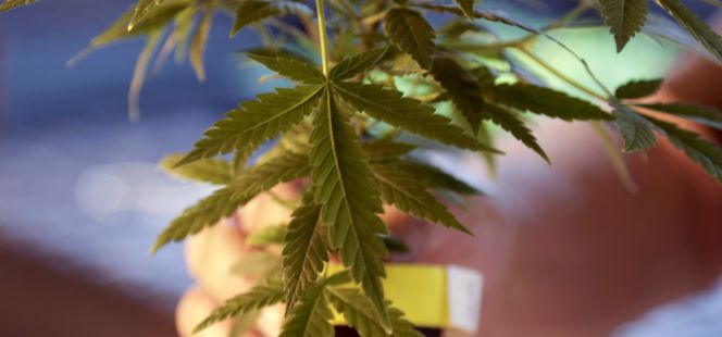 ¿Cómo puede el Estado ganar dinero con el cannabis?