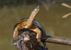 En el edén de las tortugas y otros bichos En el edén de las tortugas y otros bichos