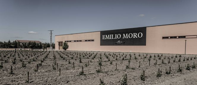 Viñedos de las Bodegas Emilio Moro.