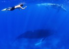 En las profundidades del Caribe y el Atlántico En las profundidades del Caribe y el Atlántico