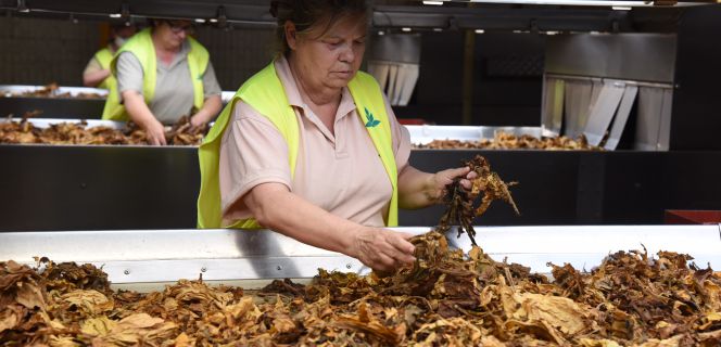 Trabajadora de Cetarsa en la fábrica de Talayuela (Cáceres).